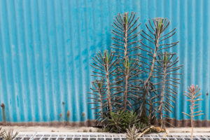 Not to go back to the Jurassic